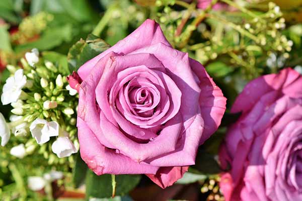 image rose